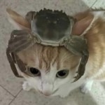 Operadesperdant's Avatar